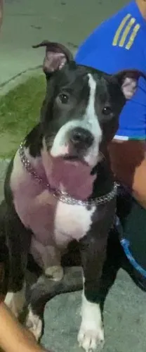 Cachorro para Adoção