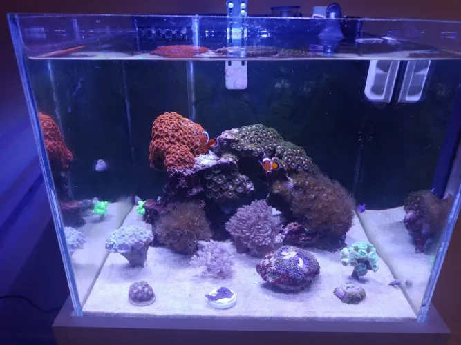 Oportunidade aquario marinho