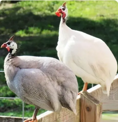 Casal de Angolas