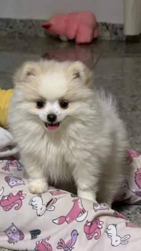 Lulu da Pomerania Spitz macho anão disponível