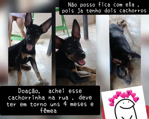 Estou doando, achei ela na rua e não tenho condições de fica com ela.