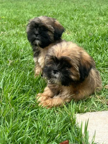 Lindos filhotes de Shih Tzu