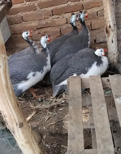 Vendo 4 Guinés (Galinhas D'angola)
