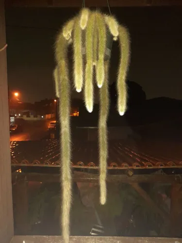 Vendo esses cacto