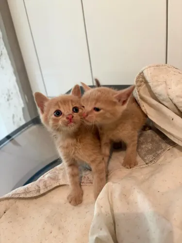 Adoção de filhotes de gatinhos