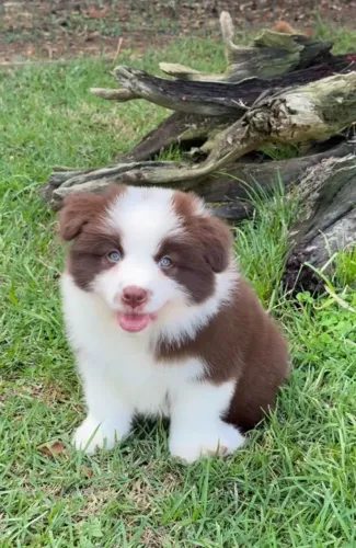 Border Collie filhote disponível! Pronto para conquistar seu coração.