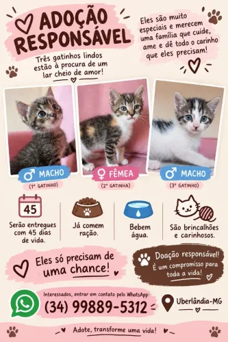 Gatinhos para doação 