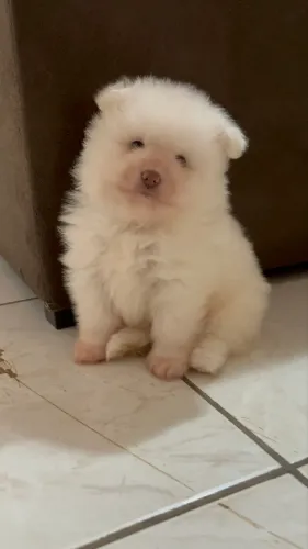 Spitz alemão