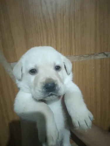 Labrado 
