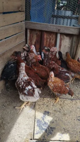 Vendo pintinhos GSB. Galinha sertanejo Balão. 