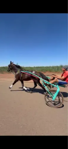 Cavalo argentino 7/8 