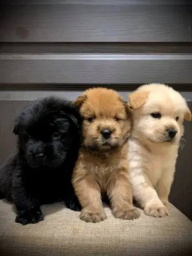 Chow Chow Filhotinhos incríveis para deixar seus dias mais leves
