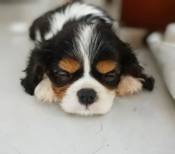 Lindo filhote de Cavalier King Charles Spaniel, macho, Tricolor