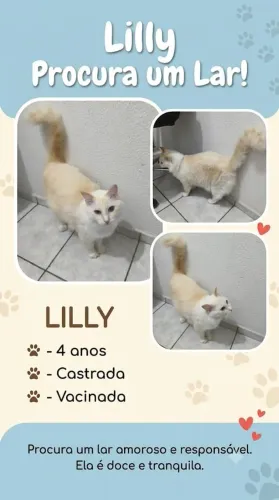 Gata castrada para adoção 