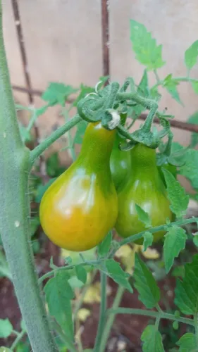 Mudas Tomate cabacinha
