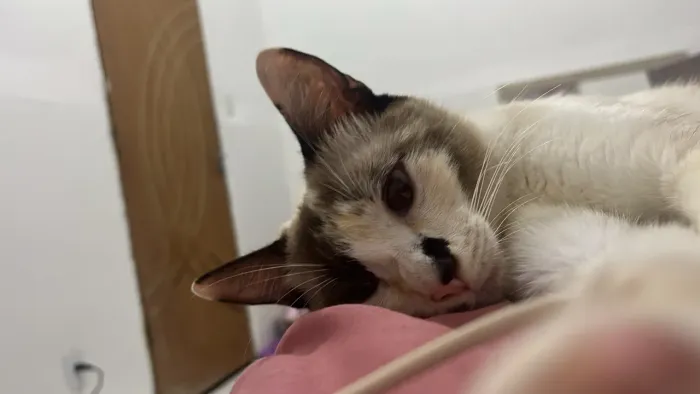 gato femea doação