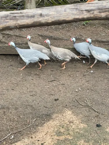 VENDO ANGOLAS