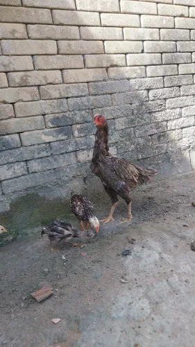 Vendo 3 galinhas....sendo uma estar com 3 pintinhos