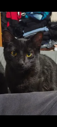 Gato para doação responsável 