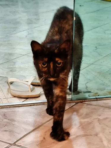 Adoção gato