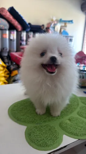 Spitz alemão Ursinho Anão Branco gelo