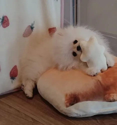 Cachorro Lulu da Pomerania presente inesquecível para quem voce ama.