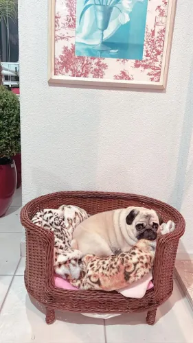 Vendo caminha de vime para PET em ótimo estado