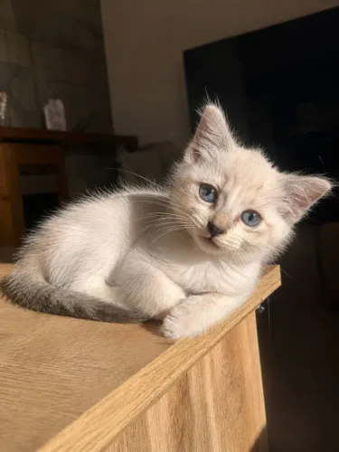 Gata disponível para adoção 