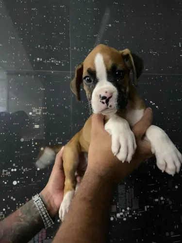 Um Coração Peludo