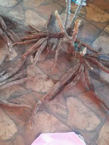 Vendo mandioca com casca