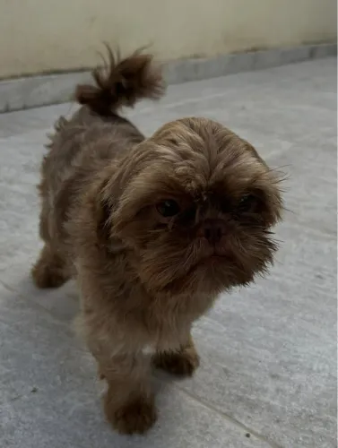 Shitzu Machinho Chocolate com um ano Perfeito 