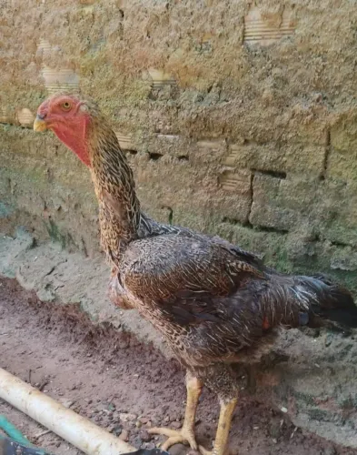 Frangas índio gigante 2 postura 