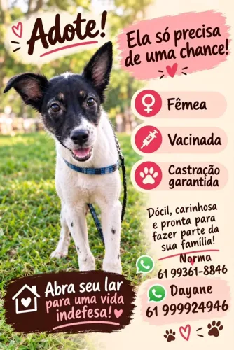 Doação Cachorro