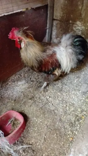 Vendo lindos Galos - Japonês Sedosa
