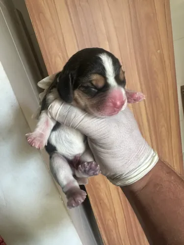 Filhotes de Beagle
