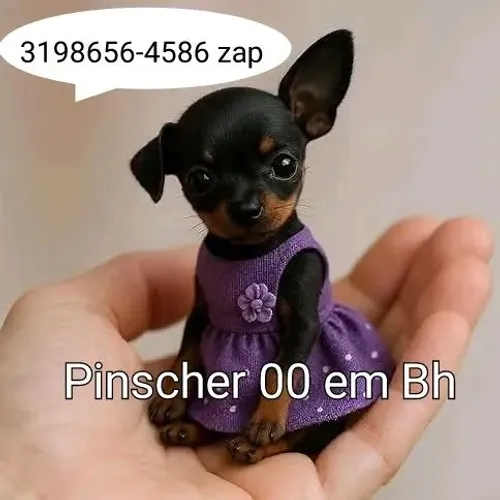 Pinscher Anão 00