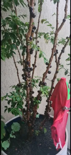 Planta jabuticaba produzindo frutos o ano inteiro 