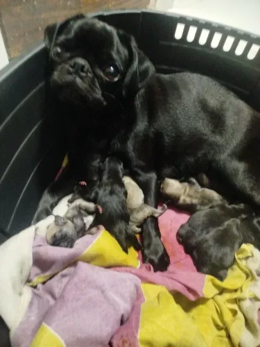 Vendo filhotes de pug