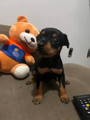Vendo cachorro pinche n01