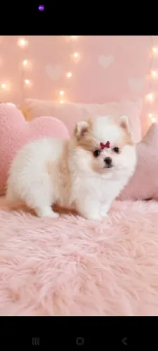Spitz Alemão femea 