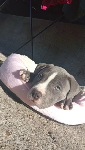 Venda filhote American bullying com Pitbull staffordshire