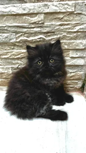 Gato Persa lindos filhotinhos com beleza premium