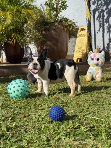 Bulldog francês