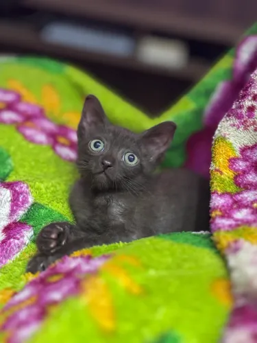 Doação Gato 