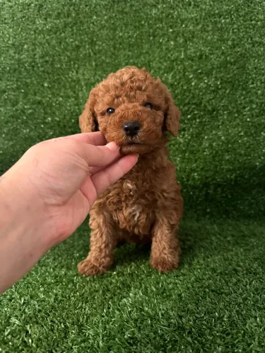 Poodle Toy Red Filhote Vacinados 