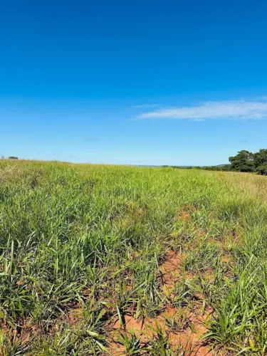 Fazenda à Venda em Torixoréu-MT | 413 Alqueires com Área para Lavoura e Forte Potencial Ag
