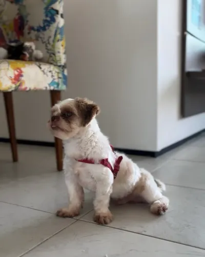 Shitzu macho disponível para cruzar