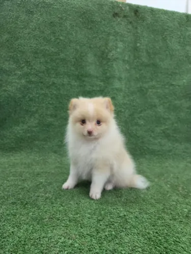 Spitz alemão fêmea