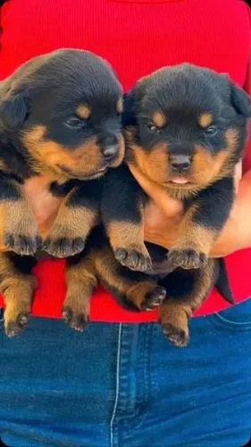 Rottweiler cabeça de touro macho e femea lindos