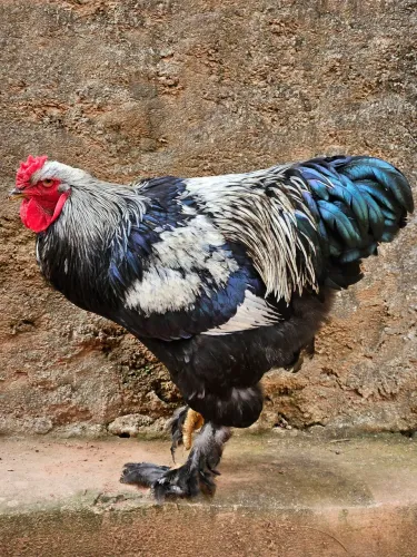Galo Brahma (frango)